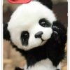 Iphone Trolsk Kuoret & Kotelot | Trolsk Tpu -Kotelo - Baby Panda (Iphone 13)